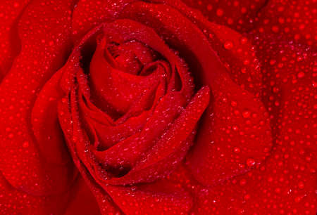 close up of beautiful red rose flower covered with rain dropsの写真素材