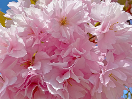 close up of pink japanese cherry tree blossoming at springの写真素材