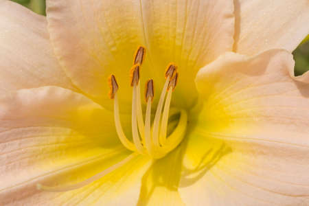 close up of cream with yellow lilium flowerの写真素材