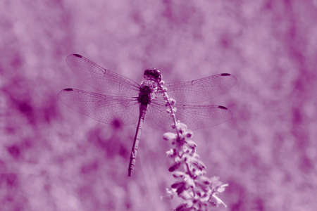close up of dragonfly sitting on wild flower colored in purpleの写真素材