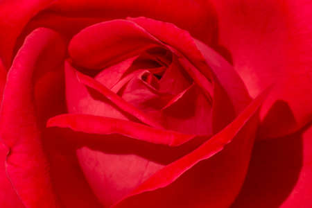 close up of red rose flowerの写真素材