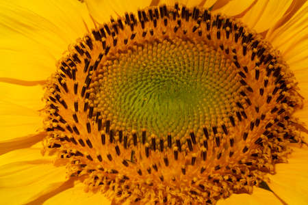 close up of sunflower blossom headの写真素材