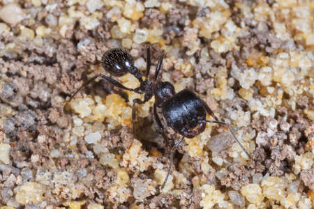 close up of blank ant standing on sandの写真素材