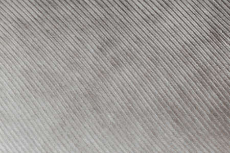 abstract natural background: close up of gray feather textureの写真素材