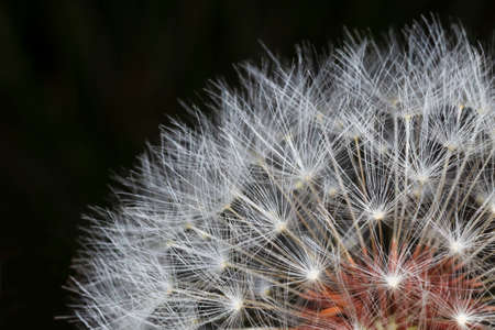 close up of  dandelion flower head against black backgroundの写真素材