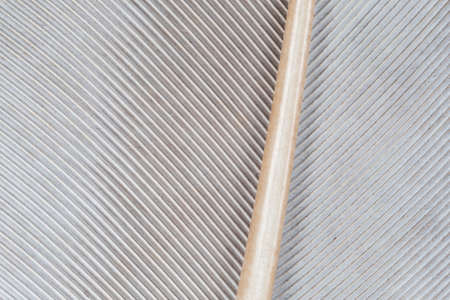 abstract natural background: close up of dove feather textureの写真素材