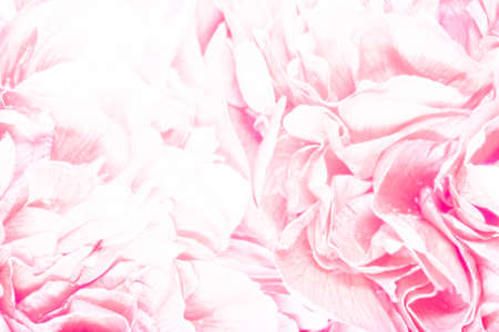 close up of peony flowers in high keyの写真素材