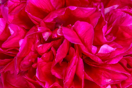 close up of purple curly peony flowerの写真素材