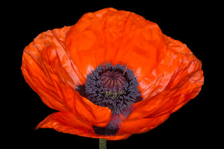 close up of beautiful red poppy flower isolated on black backgroundの写真素材
