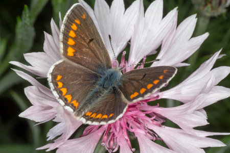 close up of brown lycaenidae butterfly sitting on pink cornflower
