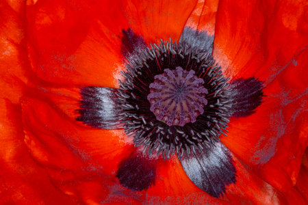 close up of red poppy flower insideの写真素材