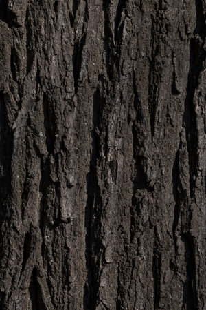 abstract natural background: close up of trunk of acacia treeの写真素材