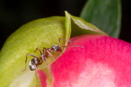 close up of brown ant sitting on peony blossomの写真素材