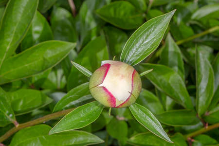 close up of unopened white peony flower in gardenの写真素材