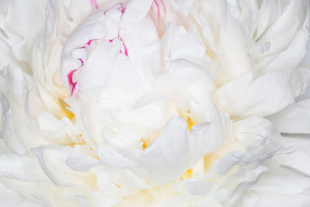close up of white peony blossoming with purple edgingの写真素材