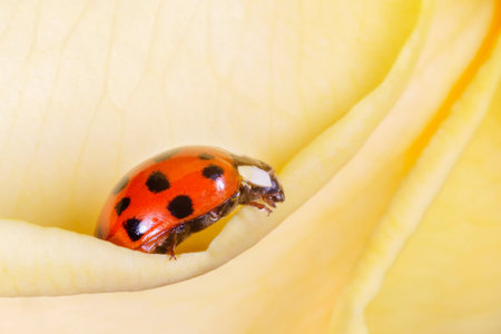 close up of red ladybird sitting on petal of yellow rose