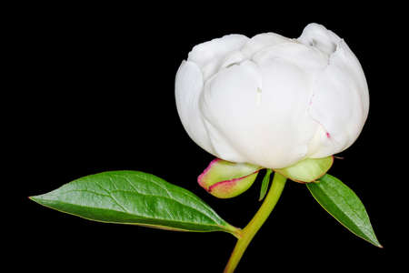 close up of white peony blossom isolated on black backgroundの写真素材