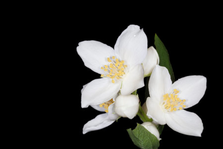 close up of jasmine flowers against black background