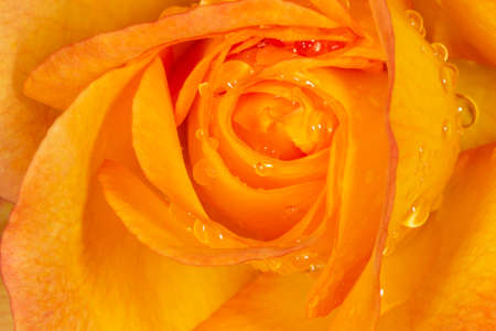 close up of orange rose covered with rain dropsの写真素材