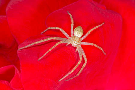close up of brown spider sitting on petal of red roseの写真素材