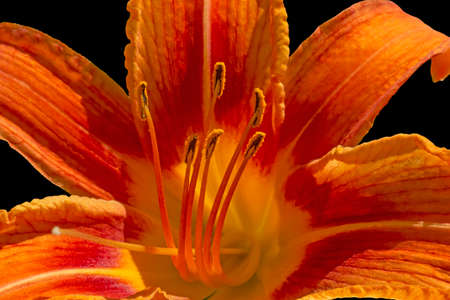 close up of orange lilium flower against black backgroundの写真素材