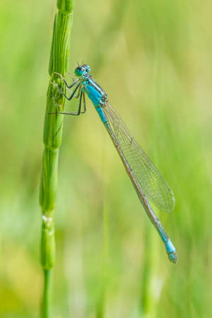 close up of common blue damselfly sitting on green blade of grassの写真素材
