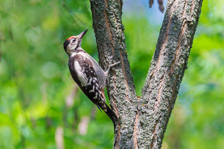 close up of woodpecker sitting on branch of tree at summerの写真素材