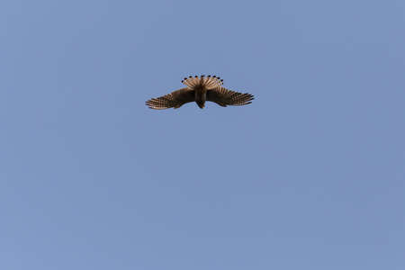view on common kestrel flying in a clear blue skyの写真素材