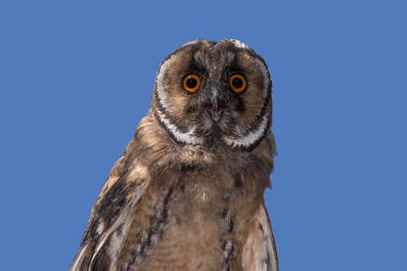 close up of owl against blue sky backgroundの写真素材
