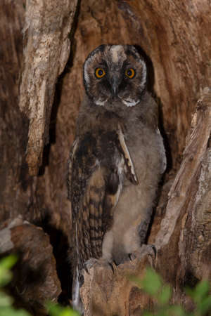 view on owl sitting inside dry trunk of treeの写真素材