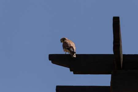 common kestrel sitting on dark brown wooden beam against blue skyの写真素材