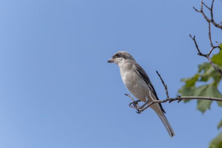 close up of great grey shrike sitting on branch of treeの写真素材
