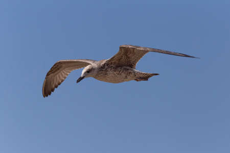 close up of great black-backed gull flying in a blue skyの写真素材