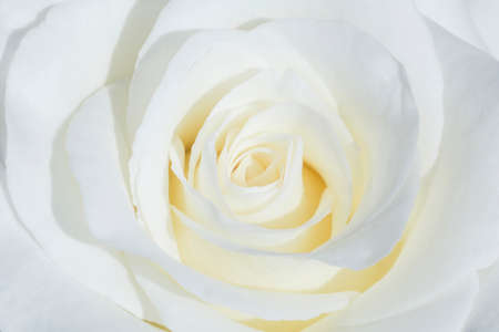 close up of white rose flowerの写真素材