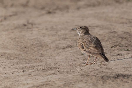 close up of lark standing on dry groundの写真素材