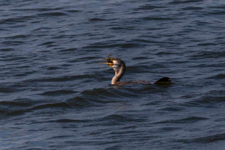 close up of great cormorant swimming in river and eating fishの写真素材
