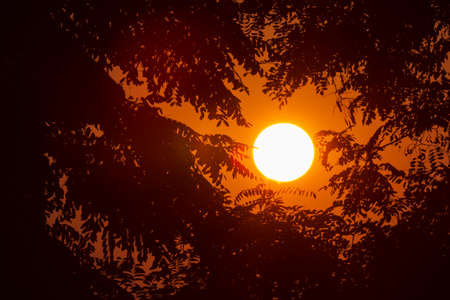 view on sun through branches of trees at sunsetの写真素材