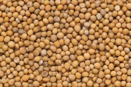 close up of heap of mustard seedsの写真素材