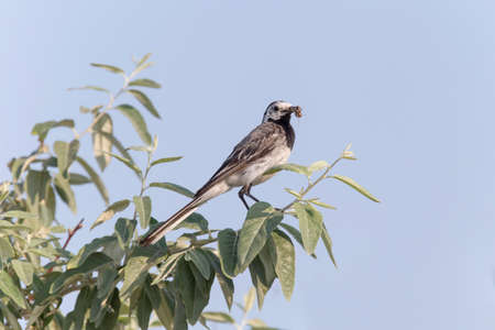 close up of white wagtail eating insect on branch of treeの写真素材