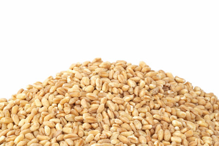 heap of wheat grains isolated on white backgroundの写真素材