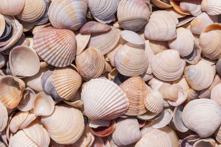 heap of seashells lying at sea coastの写真素材