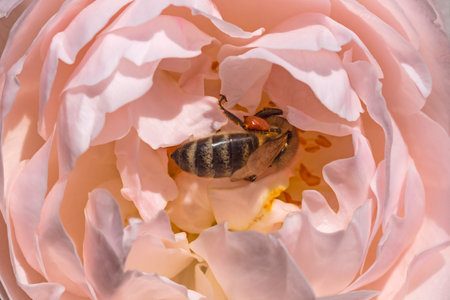 close up of bee gathering pollen in pink roseの写真素材