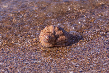 close up of sea wave washing seashell at coast