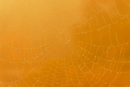 abstract halloween background: close up of rain drops on cobwebの写真素材