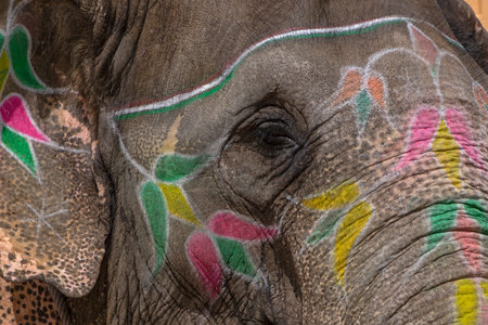 close up of head of elephant used for entertainment of tourists in Amber Fort in Indiaの写真素材