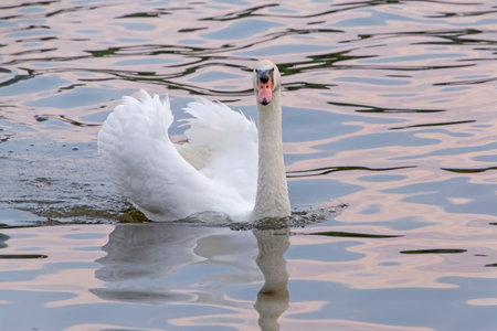 view on white swan swimming in Main riverの写真素材