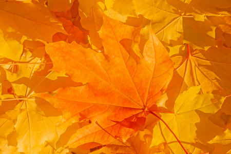 heap of yellow and orange maple tree leaves on a groundの写真素材