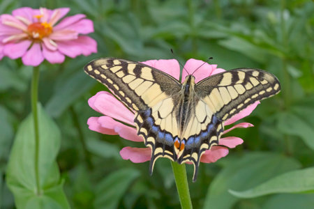 close up of Papilio Machaon butterfly sitting on pink zinnia flower in gardenの写真素材
