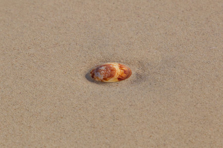 brown sea shell on wet sand of beach