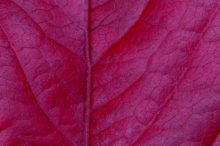close up of purple grape leaf texture at fall